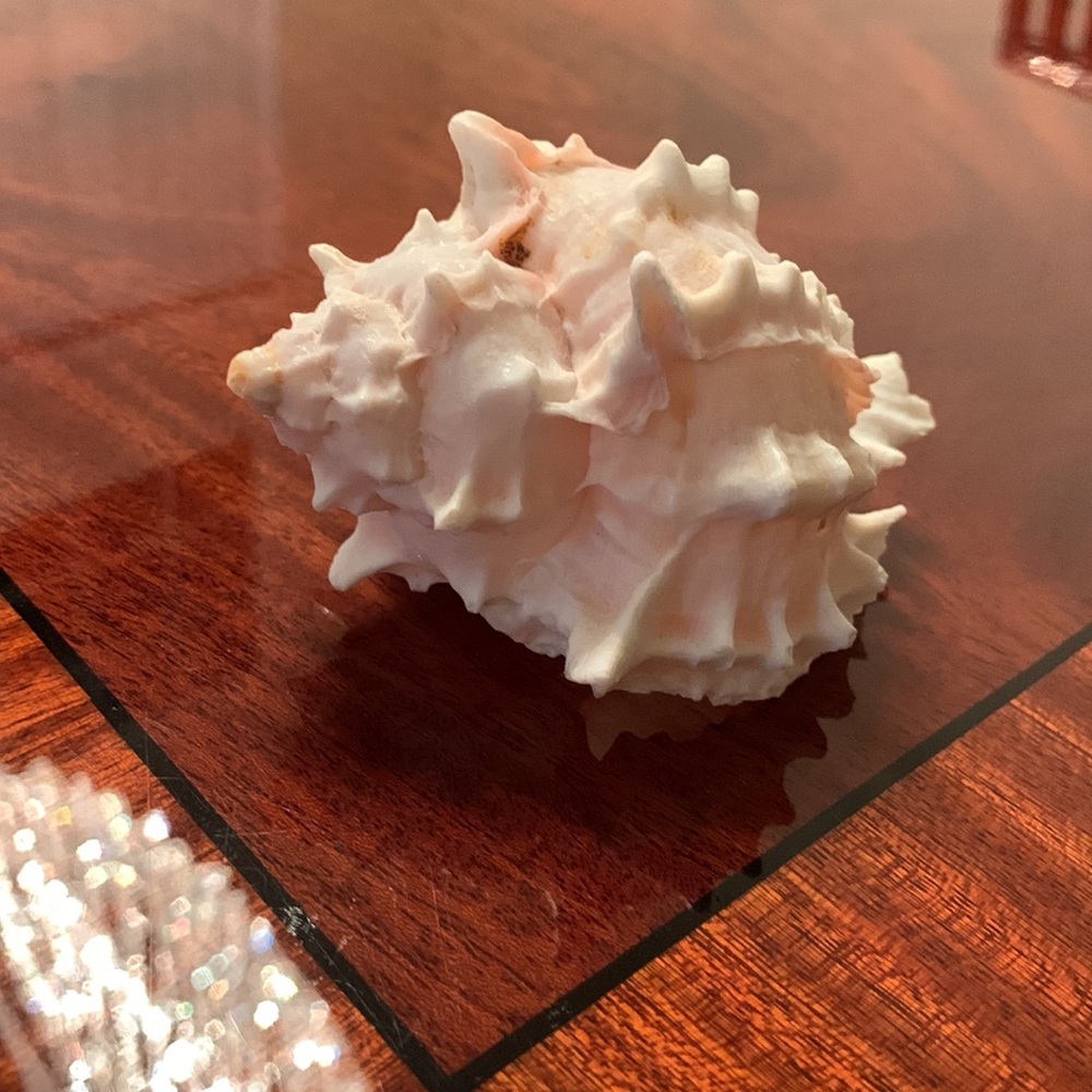 Seashell - Picture 2 of 4